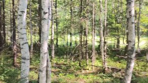 В лес на каракате за грибами.🍄