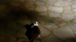 Джорик на охоте. VID_20250807_010440~2