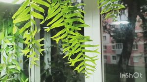 ✨Зелёная радость: новые листочки моих питомцев.🌳☘️