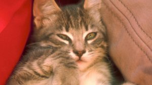 распускающийся цветок