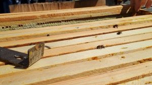 Невестка Танюша делает ревизию пчелиной семьи !!!