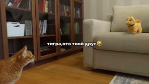 тигра это твой друг