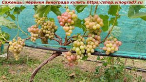 Виноград 3.08.2025 года Ливия. Одна из лучших крупноплодных мускатных форм винограда летней селекции