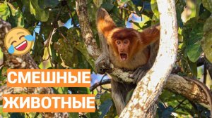 ПРИКОЛЫ С ЖИВОТНЫМИ ДО СЛЕЗ |Смешные КОТЫ И СОБАКИ |Приколы