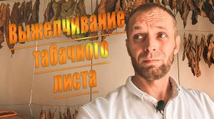 ✅Выжелчивание табачного листа