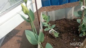 мои Эустомы, лето 2025,обзор.