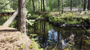 Прогулка у Горькой речки