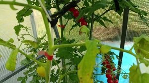 Томат черри "Черритано 25", фаворит среди черри