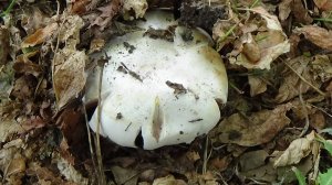 походы по белгородской области тц мега грин белгород улочки белгородские