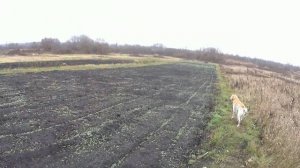 Пробую пахать с утяжелителями, плюс новости по саду-огороду.