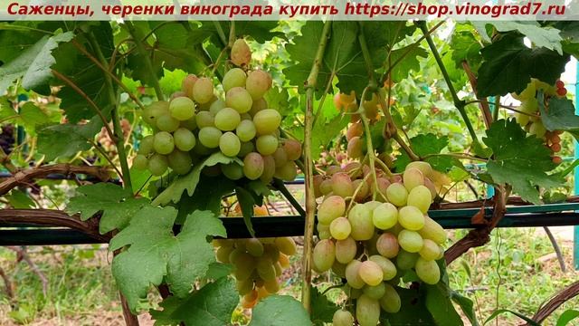 Виноград 3.08.25-СОПЕРНИК, с удивительно вкусной мякотью ягод, устойчив и красив! Цвет будет супер! смотреть онлайн