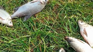 итог рыбалки