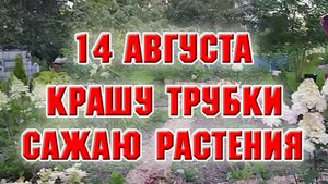 14 июля. Крашу, сажаю новые растения