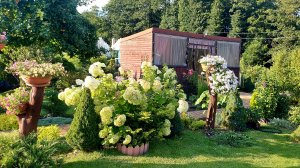 Старая клумба заиграла новыми красками👌🌲🌸 #любимаядача