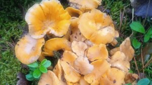 Лисички. Грибы в лесу у Трех Оленей.