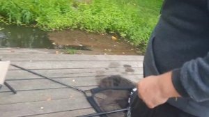 Трофейная рыбалка,ловля трофейного карпа РК "Фишка" Петряиха