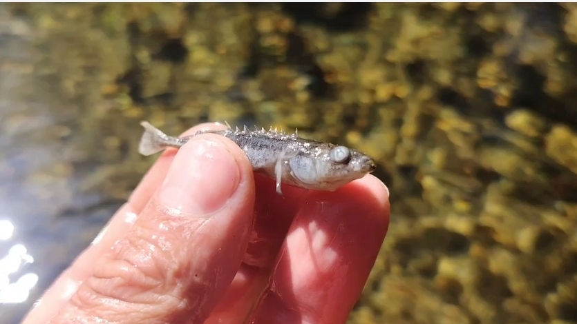 Охота на красивые камни | Колючая рыба | Гуляем  по горной реке | Дальний восток | Остров Сахалин смотреть онлайн