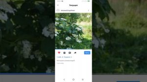 1000014064.mp4 Караоке Цветет калина Фристайл