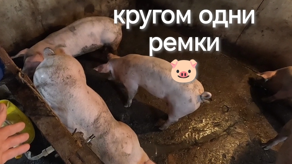 На мясо нет поросят 😱 Кругом одни ремки смотреть онлайн
