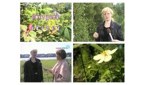 Государь август. Наталья Рочева - о лечебных травах. Автор Раиса Вокуева. Август 1999 г.