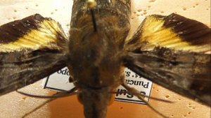 БРАЖНИКИ: 488. Macroglossum nigellum
