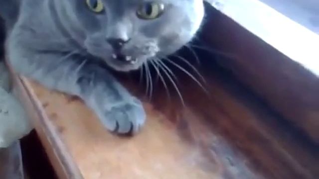 Самый злой кот в мире)))))