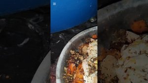 Вот так кормят Кангала и Ротвеллера