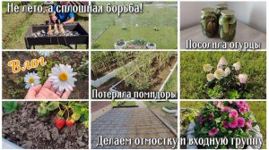 Не лето, а сплошная борьба! Посолила огурцы. Потеряла помидоры 😭 Делаем отмостку и входную группу