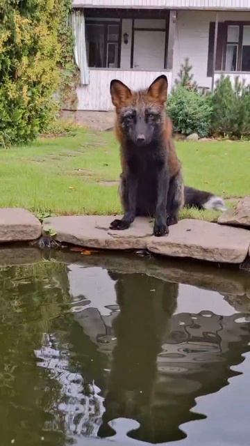 лисы кавбои