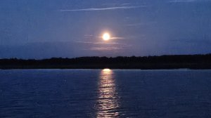 "Wild Swan". Песня на стихи Дарьи Дэф, музыка AI Suno