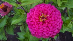 Vlog/93/ Гостинцы от Софии/ Безмерно благодарны../ На даче посадили всё/ Рассталась с прошлым...