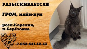 Пропал кот! ГРОМ. Мейн-кун. респ. Карелия,  п. Берёзовка