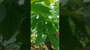 Зреет голубика 2025 г.