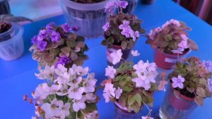 14-08-2025.Фиалки..глоксинии.