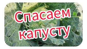 Спасаем капусту