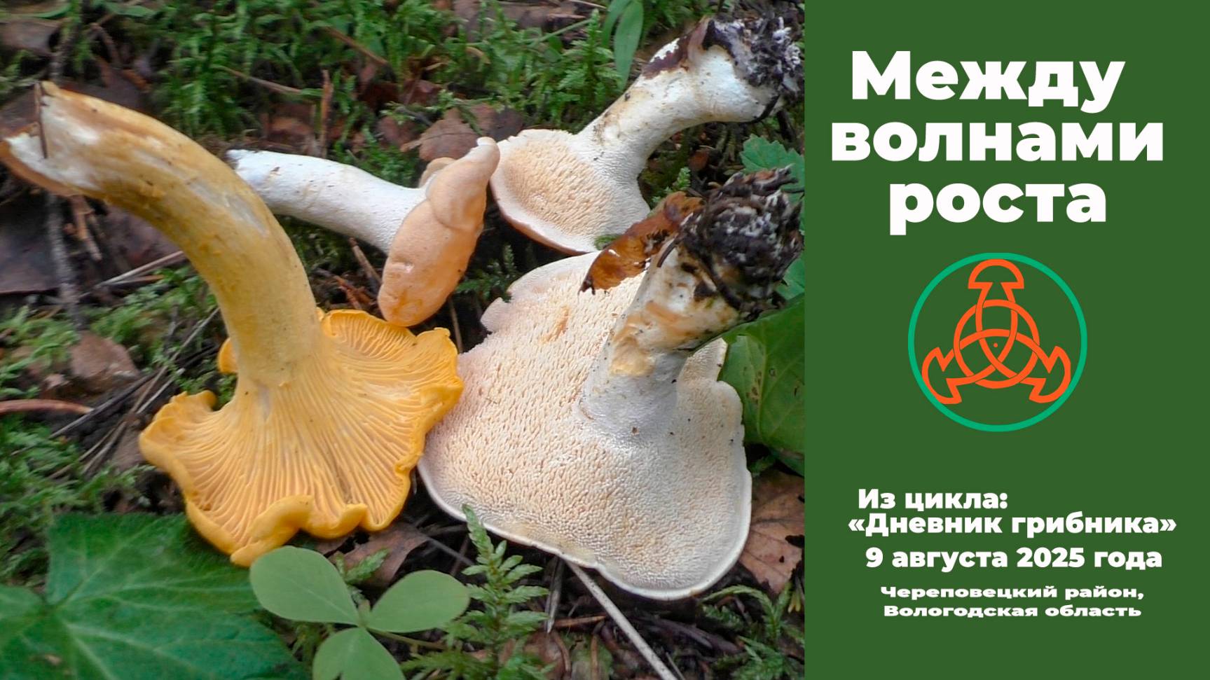 Между волнами роста. Дневник грибника 9 августа 2025 года. смотреть онлайн