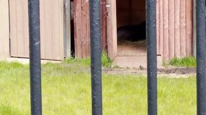 Московский зоопарк. Равнинный тапир.