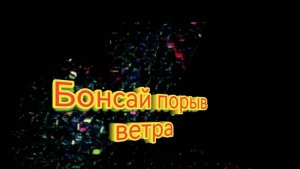 Бонсай из Граната порыа ветра. Пересадка.