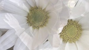 397.=ВЕЧЕР ДИВНЫЙ ДАРОВАН СУДЬБОЙ=. Сл. А. Зенцов, муз. В. Лашевский, исп. Н. Ппова, видио Н. Попова