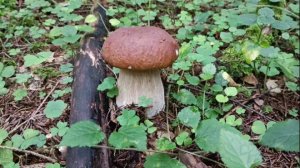 Белые! Наконец-то! Наро-фоминск 14.08.25