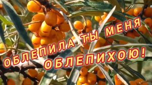 ОБЛЕПИЛА ТЫ МЕНЯ ОБЛЕПИХОЮ!🎤🎼🎹🎶