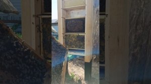 полный осмотр прозрачного улья