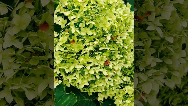 Утренняя прогулка 