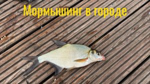 Мормышинг в городских условииях