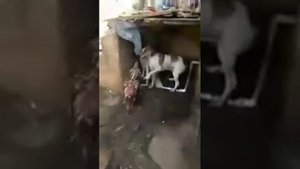Боевой петух))