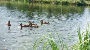 утки солнечный денёк