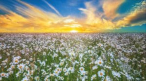 С медовым спасом!