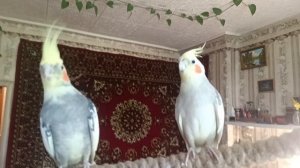 попугай корелла Яша