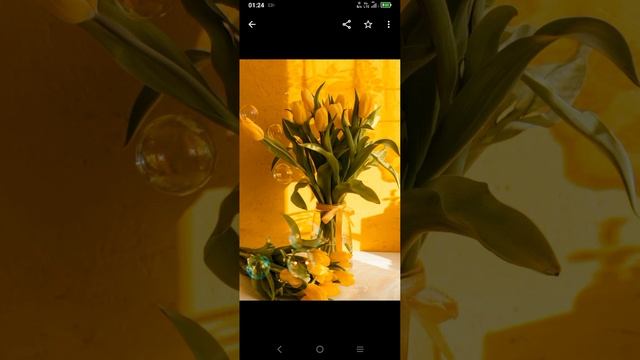 1000014062.mp4 Караоке Жёлтые тюльпаны Наташа Королёва смотреть онлайн