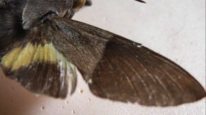 БРАЖНИКИ: 483. Macroglossum hemichroma